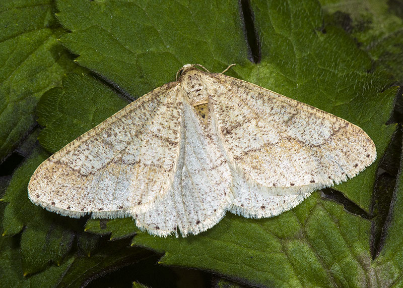 Geometridae - Agriopis marginaria